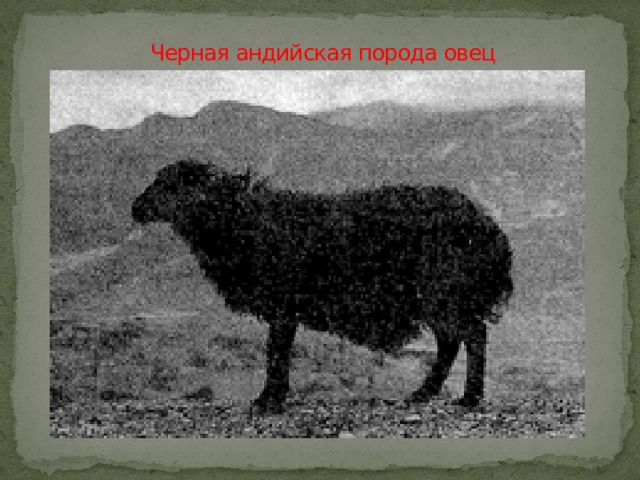 Черная андийская порода овец   