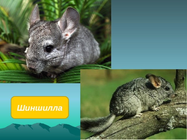 Шиншилла 