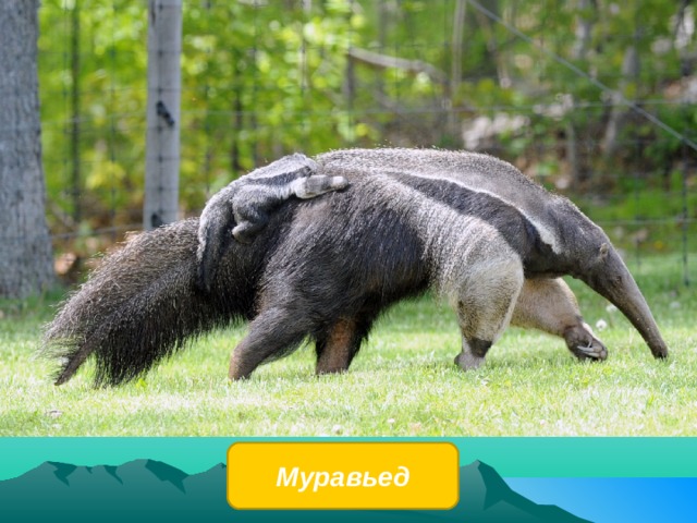 Муравьед 
