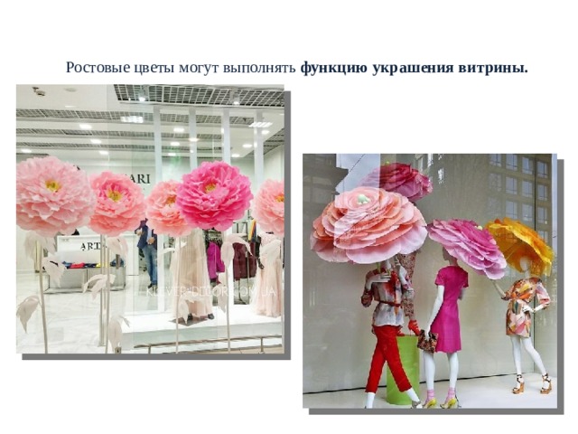  РОСТОВЫЕ ЦВЕТЫ. НАЗНАЧЕНИЕ  Ростовые цветы могут выполнять  функцию украшения витрины.    