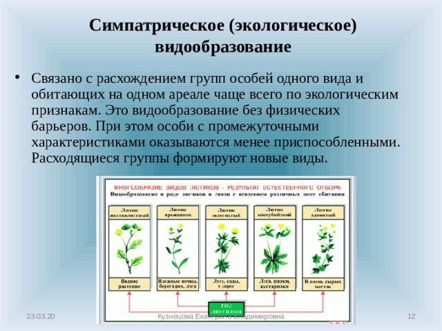 Современные представления о видообразовании презентация