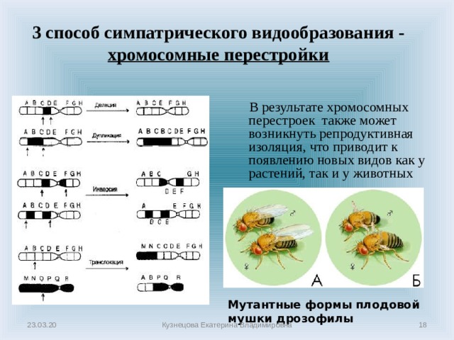 Презентация микроэволюция современные представления о видообразовании