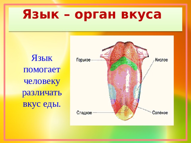 Органы вкуса презентация