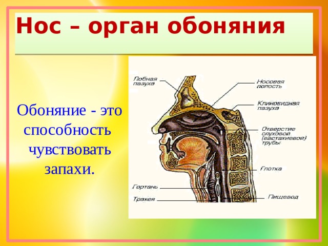 Презентация орган обоняния 9 класс 8 вида