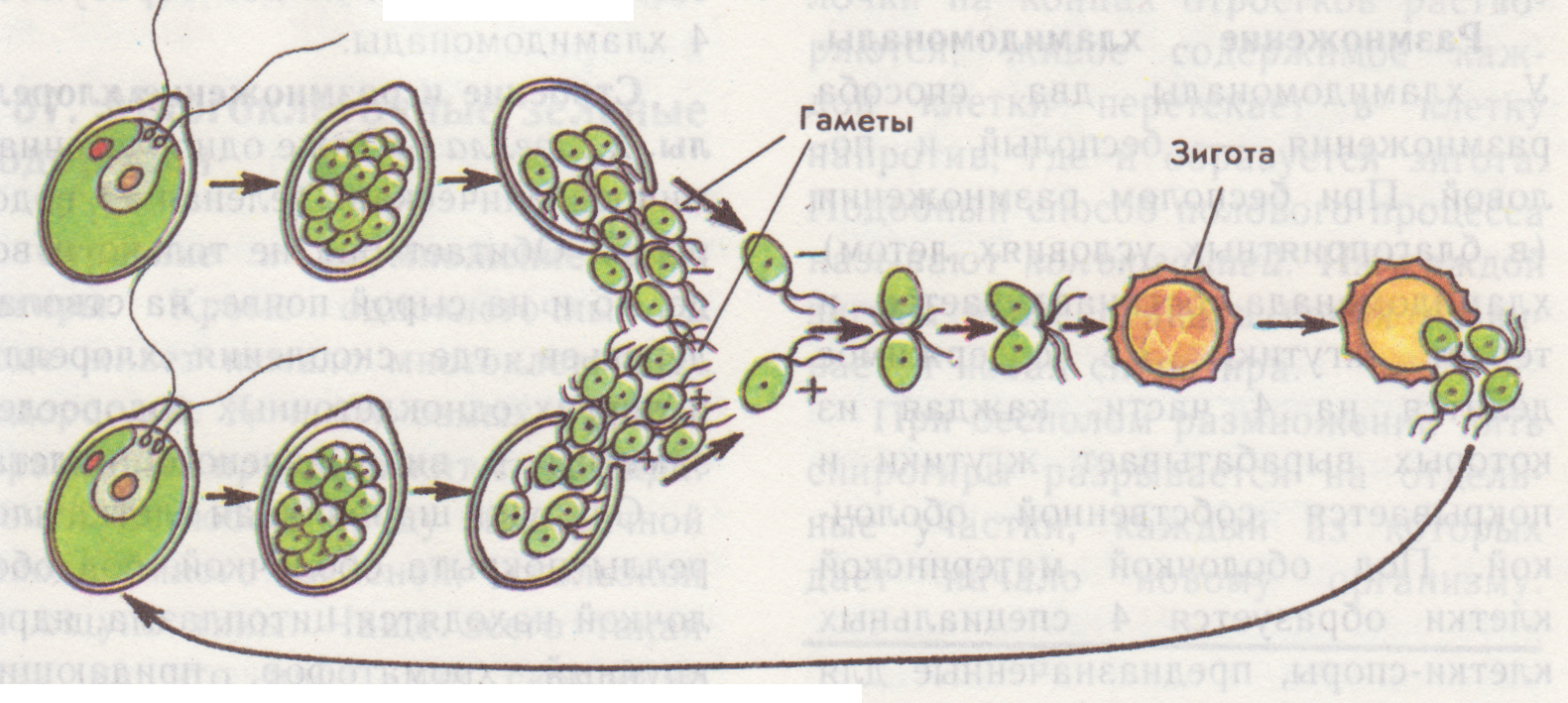 Схема цикл размножения хламидомонады