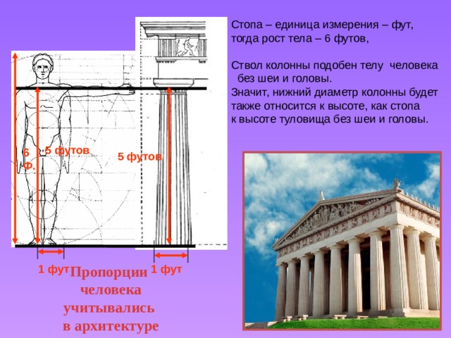 Стопа – единица измерения – фут, тогда рост тела – 6 футов, Ствол колонны подобен телу человека  без шеи и головы. Значит, нижний диаметр колонны будет также относится к высоте, как стопа к высоте туловища без шеи и головы. 5 футов 6 Ф. 5 футов 1 фут 1 фут Пропорции человека учитывались в архитектуре 