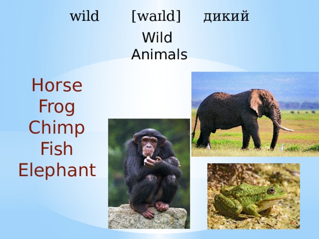 Frog bird chimp fish. Карточки Fish, Bird, Horse, Frog, Chimp на английском. Английский выбери что могут делать животные Birds Frogs Chimps. Английские слова Chimp Fish. Fish,Chimp схожие слова.