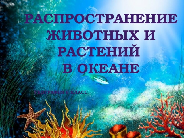 Распространение  животных и растений в океане       География 6 класс 
