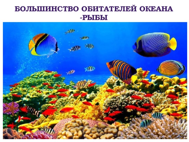 Большинство обитателей океана -рыбы 