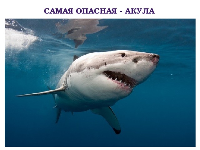 Самая опасная - акула 