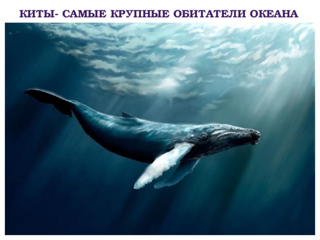 Киты- самые крупные обитатели океана 