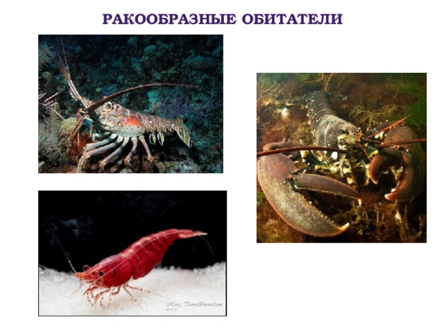  ракообразные обитатели 