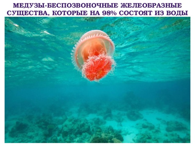 Медузы-беспозвоночные желеобразные существа, которые на 98% состоят из воды 