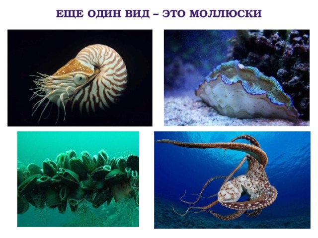 Еще один вид – это моллюски 