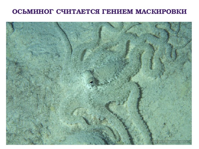 Осьминог считается гением маскировки 