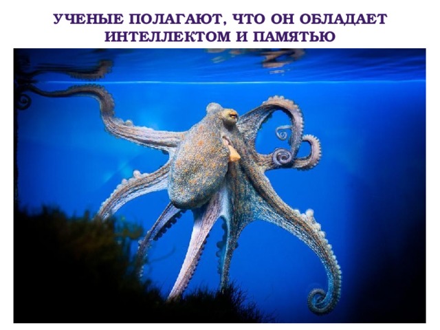 Ученые полагают, что он обладает интеллектом и памятью 