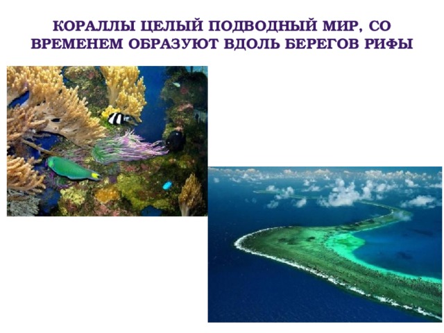 Кораллы целый подводный мир, со временем образуют вдоль берегов рифы 