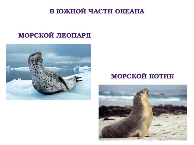 В южной части океана Морской леопард Морской котик 
