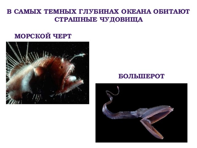 В самых темных глубинах океана обитают страшные чудовища Морской черт большерот 