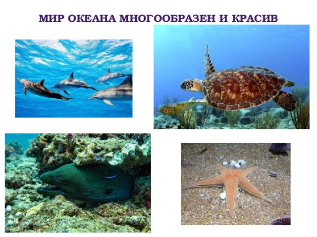 Мир океана многообразен и красив 