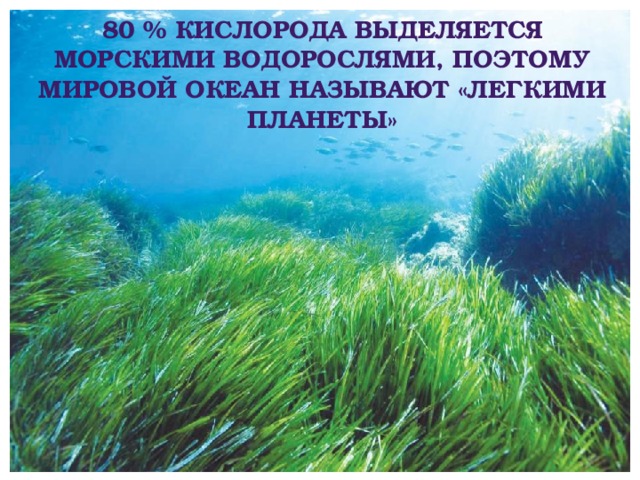 80 % кислорода выделяется морскими водорослями, поэтому мировой океан называют «легкими планеты» 