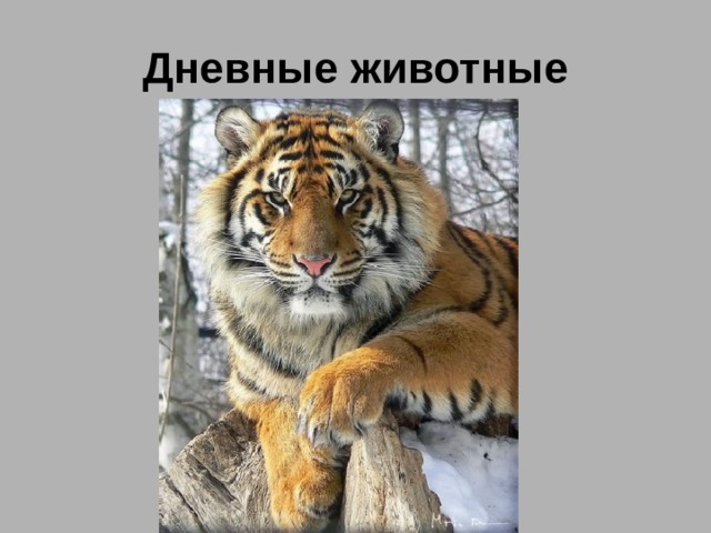Дневные животные 