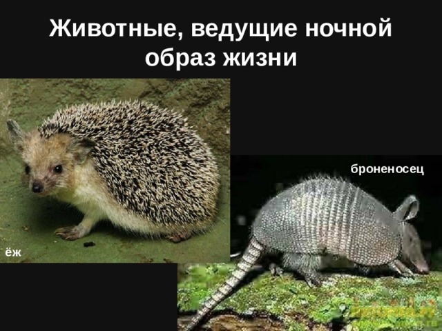 Животные, ведущие ночной образ жизни броненосец ёж 