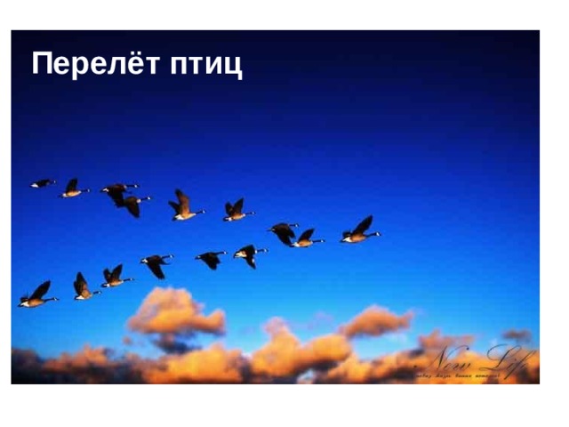 Перелёт птиц 