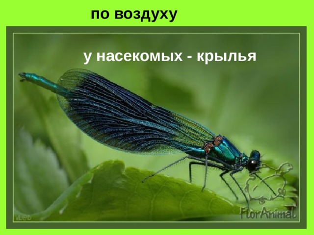по воздуху у насекомых - крылья 