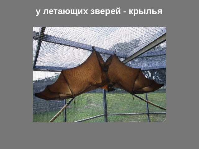 у летающих зверей - крылья 