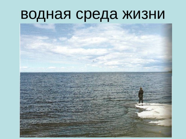 водная среда жизни 