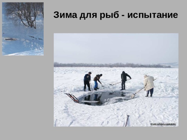 Зима для рыб - испытание 