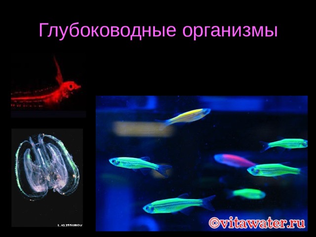 Глубоководные организмы 