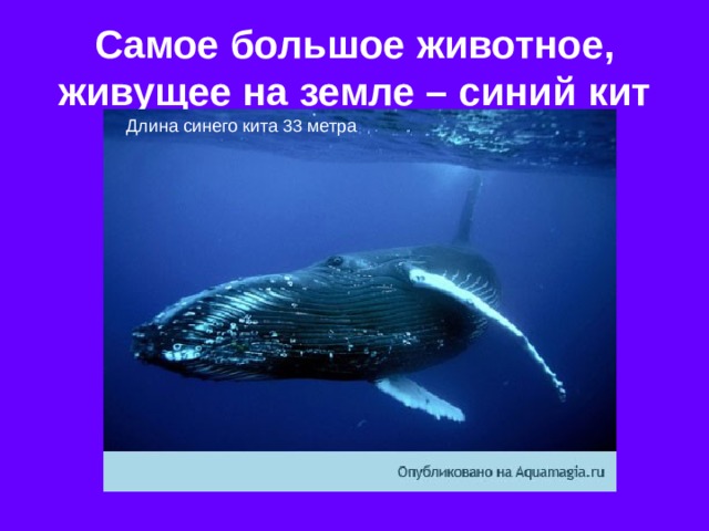 Самое большое животное, живущее на земле – синий кит Длина синего кита 33 метра 