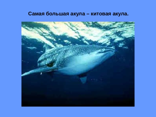 Самая большая акула – китовая акула. 