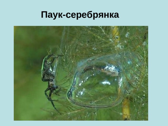 Паук-серебрянка 