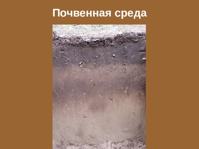 Почвенная среда 