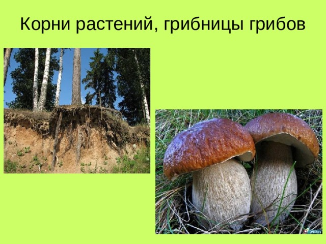 Корни растений, грибницы грибов 
