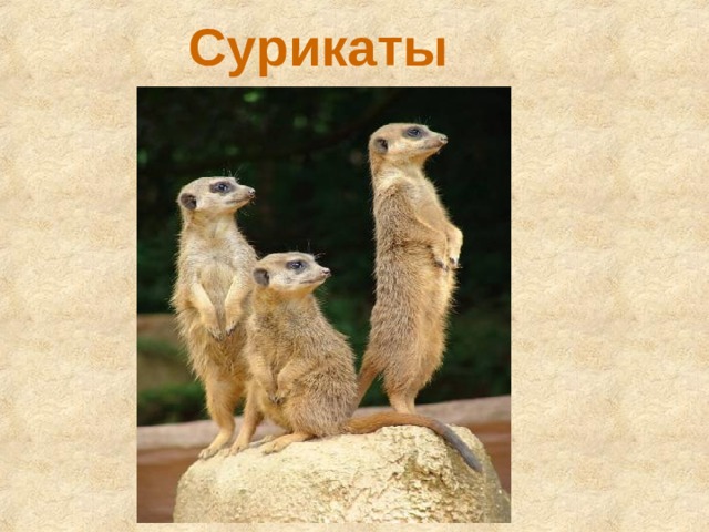 Сурикаты 