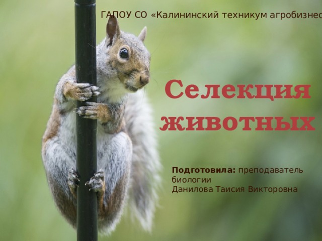 ГАПОУ СО «Калининский техникум агробизнеса» Селекция животных Подготовила: преподаватель биологии Данилова Таисия Викторовна 