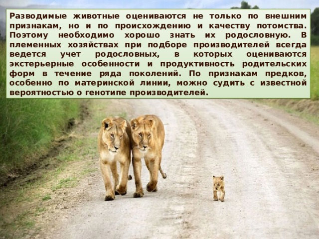 Разводимые животные оцениваются не только по внешним признакам, но и по происхождению и качеству потомства. Поэтому необходимо хорошо знать их родословную. В племенных хозяйствах при подборе производителей всегда ведется учет родословных, в которых оцениваются экстерьерные особенности и продуктивность родительских форм в течение ряда поколений. По признакам предков, особенно по материнской линии, можно судить с известной вероятностью о генотипе производителей. 