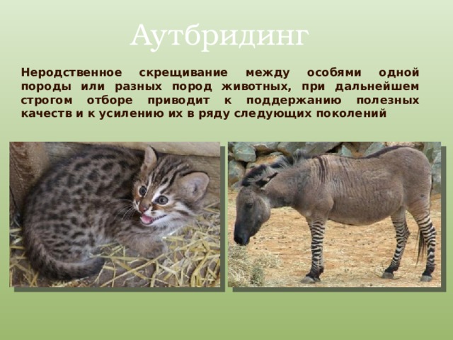 Аутбридинг Неродственное скрещивание между особями одной породы или разных пород животных, при дальнейшем строгом отборе приводит к поддержанию полезных качеств и к усилению их в ряду следующих поколений 