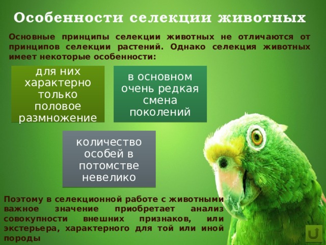 Особенности селекции животных Основные принципы селекции животных не отличаются от принципов селекции растений. Однако селекция животных имеет некоторые особенности: для них характерно только половое размножение в основном очень редкая смена поколений количество особей в потомстве невелико Поэтому в селекционной работе с животными важное значение приобретает анализ совокупности внешних признаков, или экстерьера, характерного для той или иной породы 
