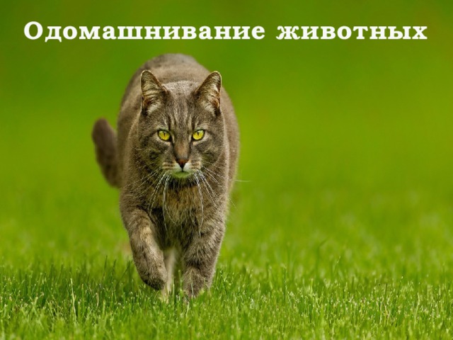 Одомашнивание животных 