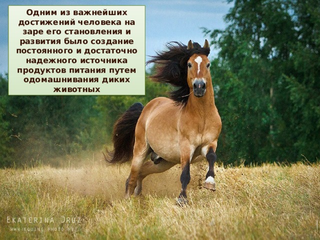 Одним из важнейших достижений человека на заре его становления и развития было создание постоянного и достаточно надежного источника продуктов питания путем одомашнивания диких животных 