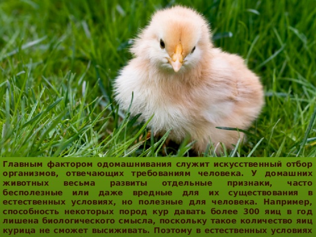 Главным фактором одомашнивания служит искусственный отбор организмов, отвечающих требованиям человека. У домашних животных весьма развиты отдельные признаки, часто бесполезные или даже вредные для их существования в естественных условиях, но полезные для человека. Например, способность некоторых пород кур давать более 300 яиц в год лишена биологического смысла, поскольку такое количество яиц курица не сможет высиживать. Поэтому в естественных условиях одомашненные формы существовать не могут. 