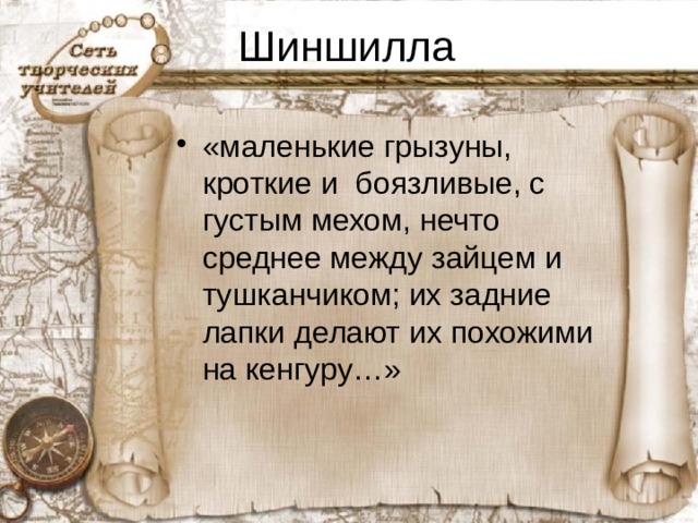Шиншилла