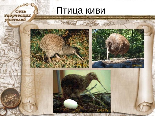 Птица киви