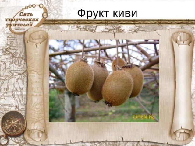 Фрукт киви