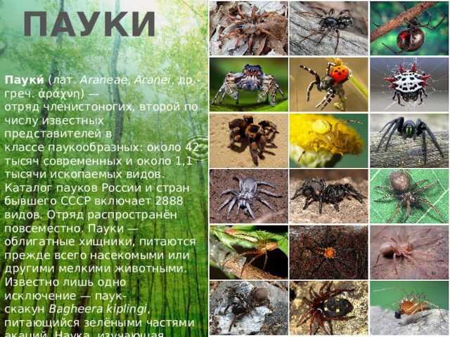 Презентация насекомые и пауки